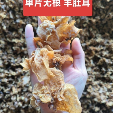 羊肚耳菌大量货源一手货源●能让您赚到钱的货源