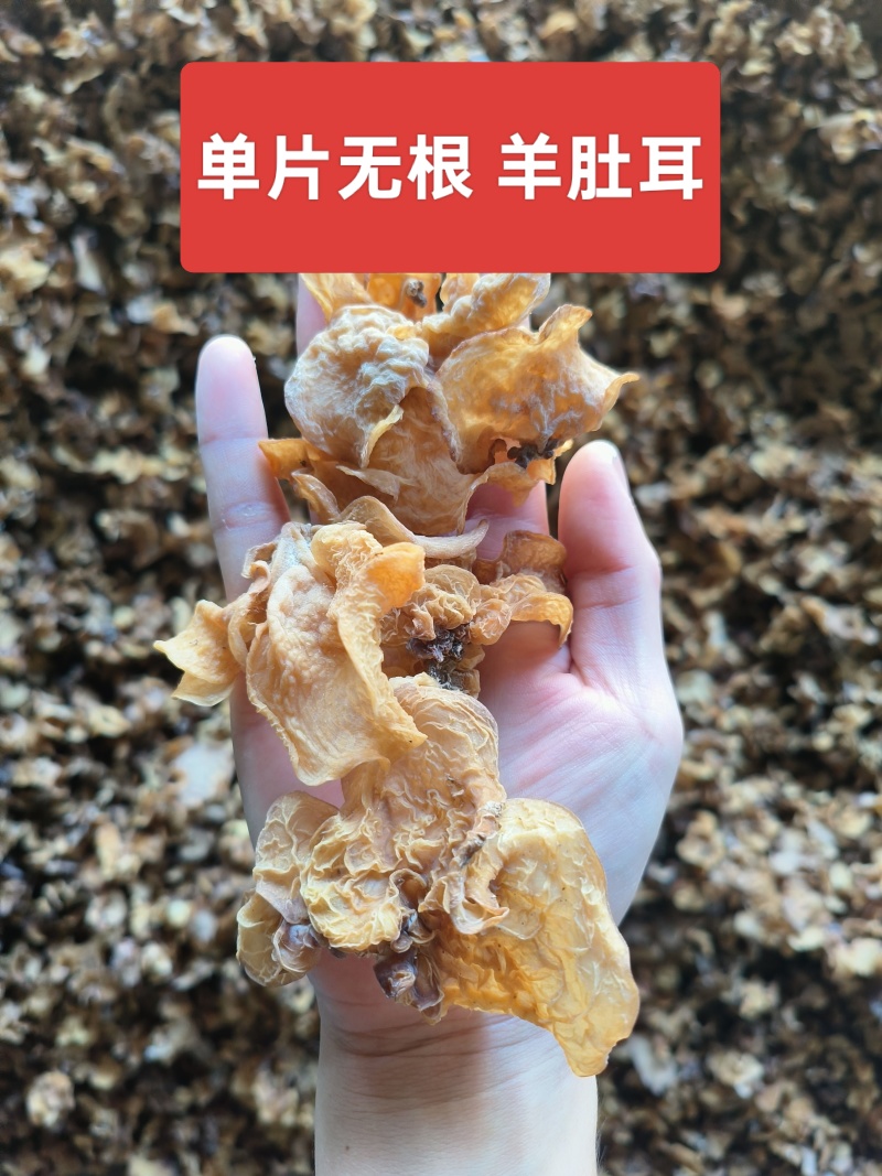 羊肚耳菌大量货源一手货源●能让您赚到钱的货源