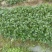 山东淄博市沂源西里镇裸根甜宝草莓苗4万棵