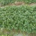 山东淄博市沂源西里镇裸根甜宝草莓苗4万棵