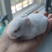 宠物兔