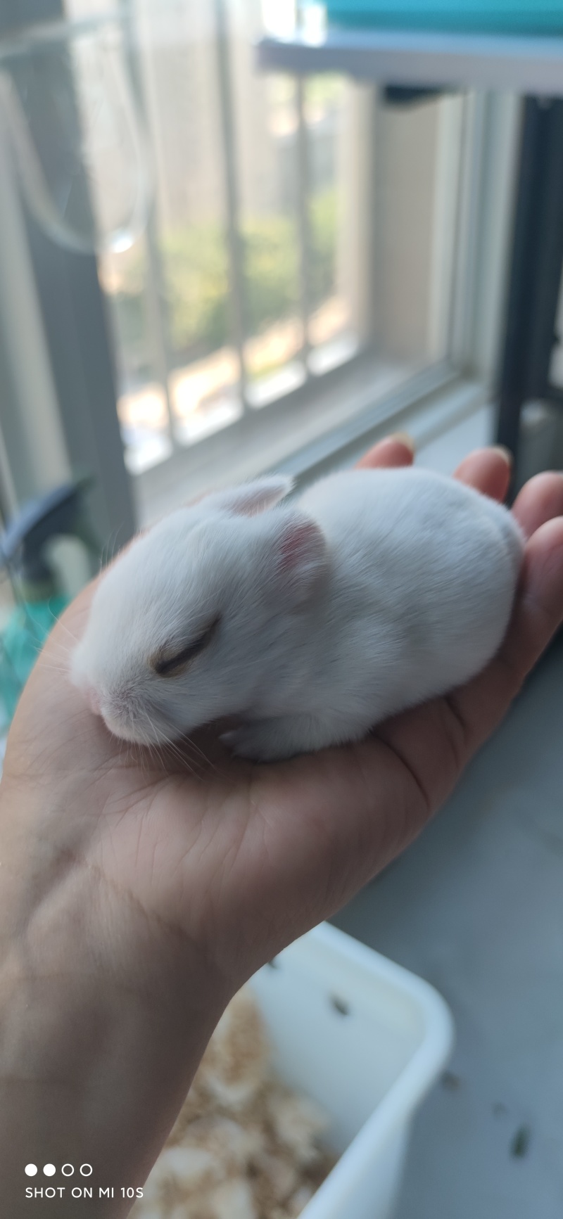 宠物兔