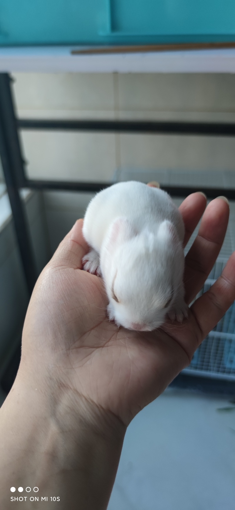 宠物兔