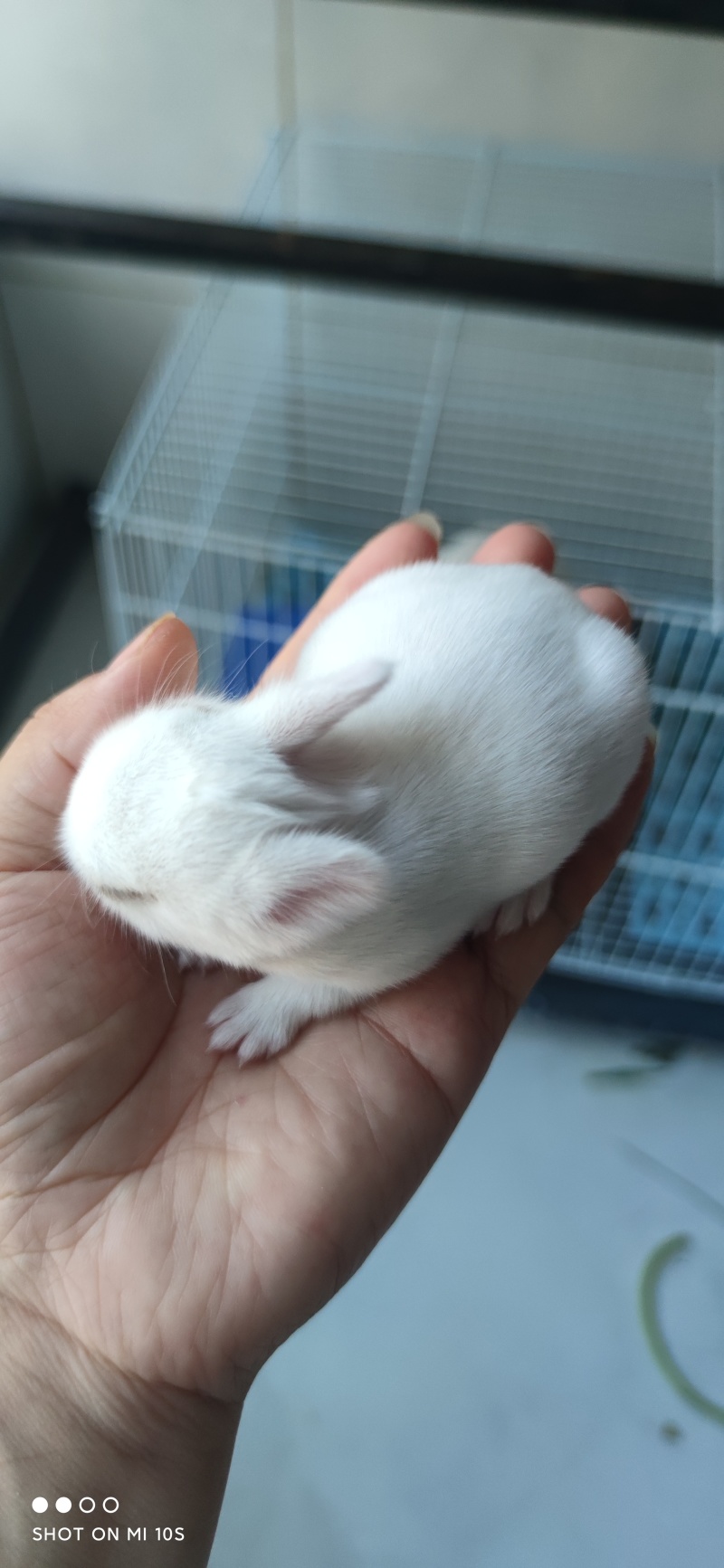 宠物兔