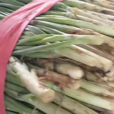 河南汝州蔬菜