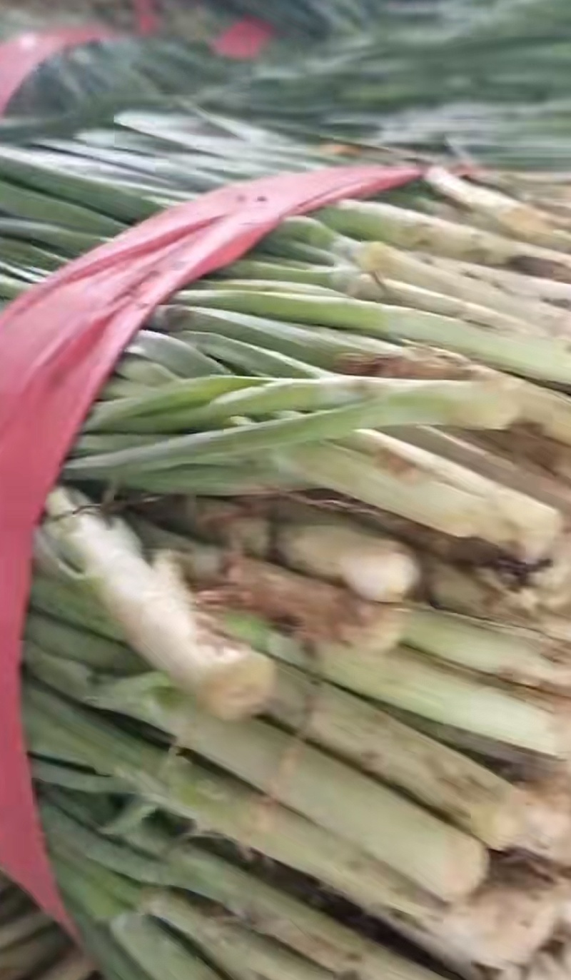 河南汝州蔬菜