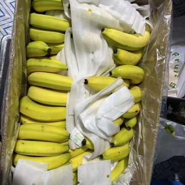 越南进口香蕉