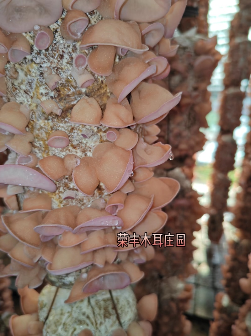 粉木耳◆精品大货●各种规格齐全❥售后质量有保障◆长久合作