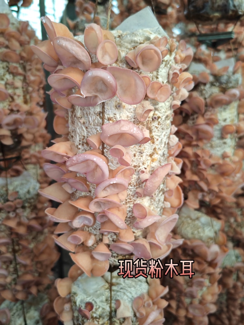 粉木耳◆精品大货●各种规格齐全❥售后质量有保障◆长久合作