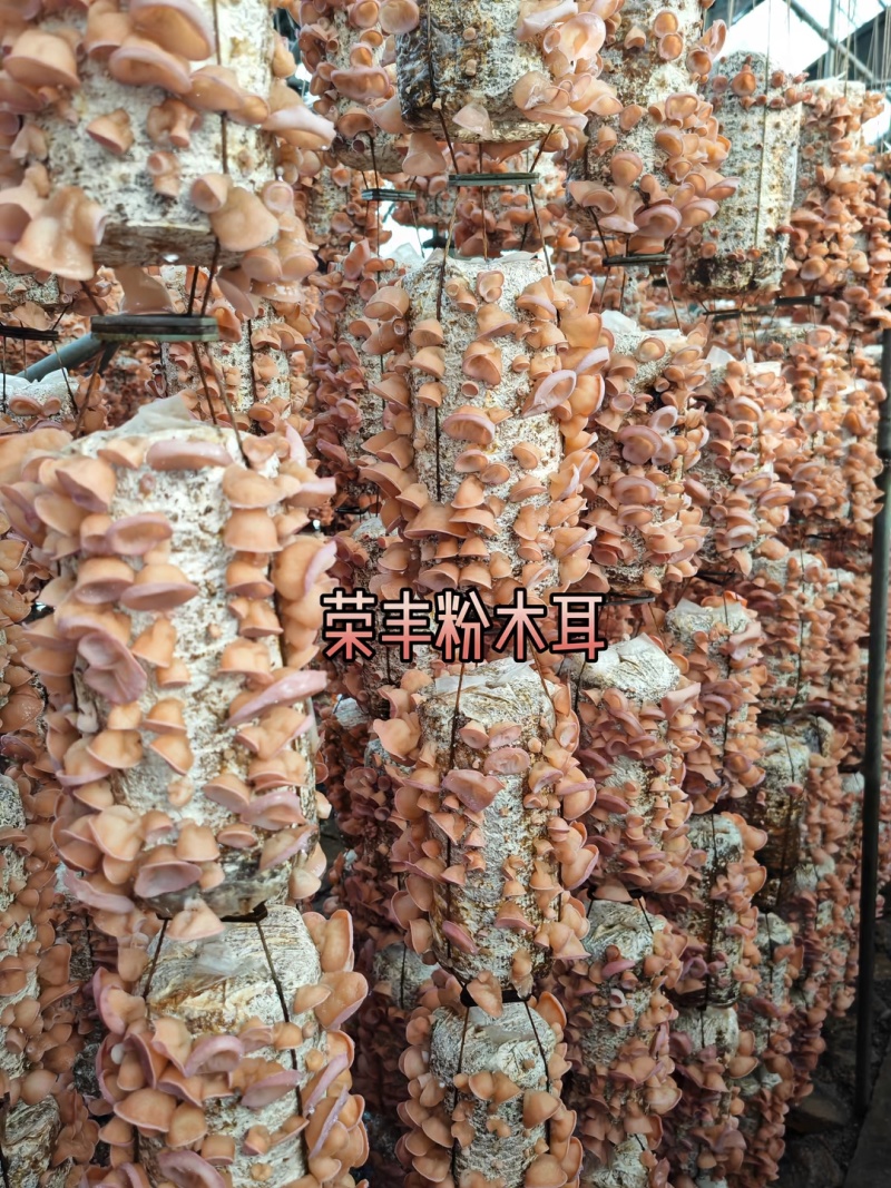 粉木耳◆精品大货●各种规格齐全❥售后质量有保障◆长久合作
