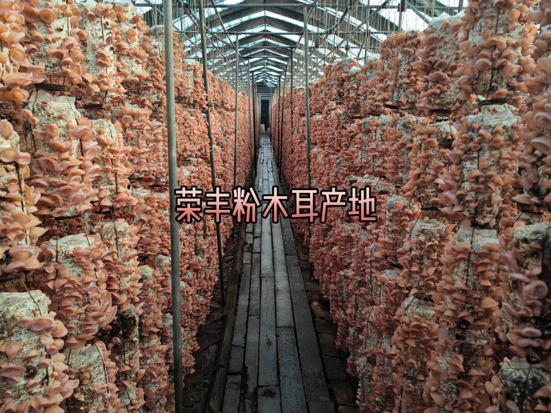 粉木耳◆精品大货●各种规格齐全❥售后质量有保障◆长久合作