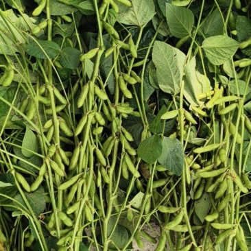 毛豆