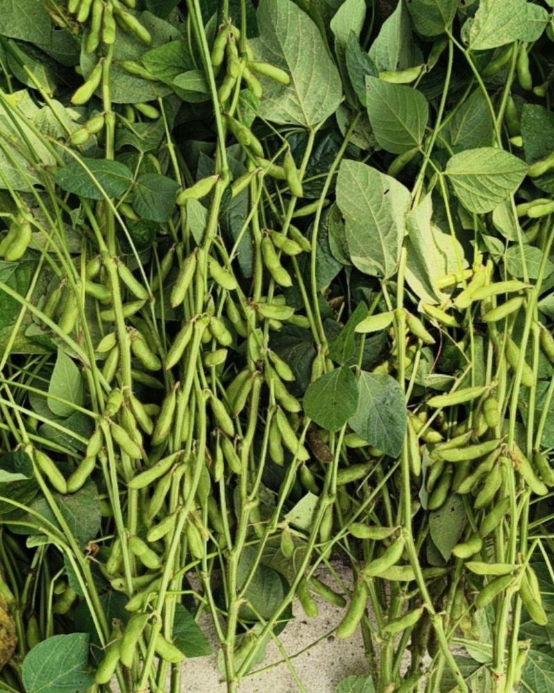 毛豆