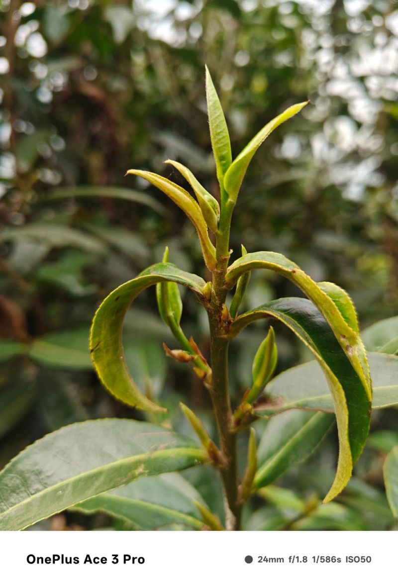 普洱自家自产自销古树茶