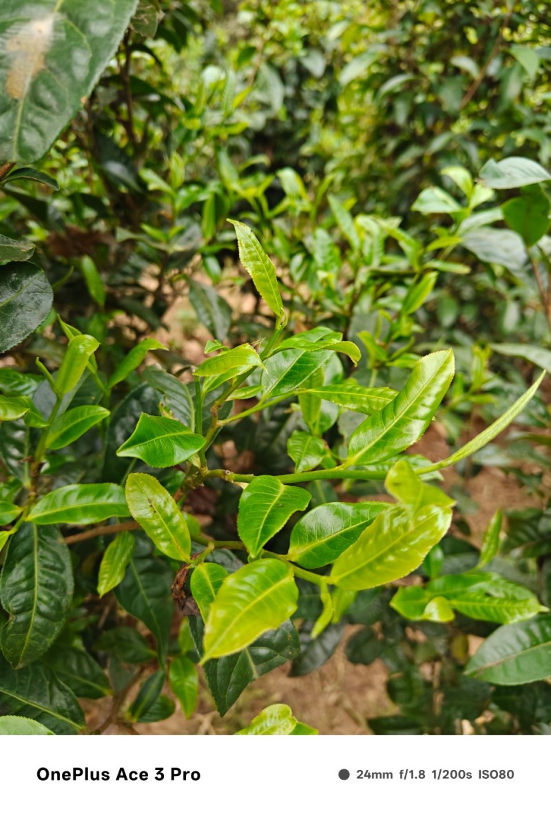 普洱自家自产自销古树茶