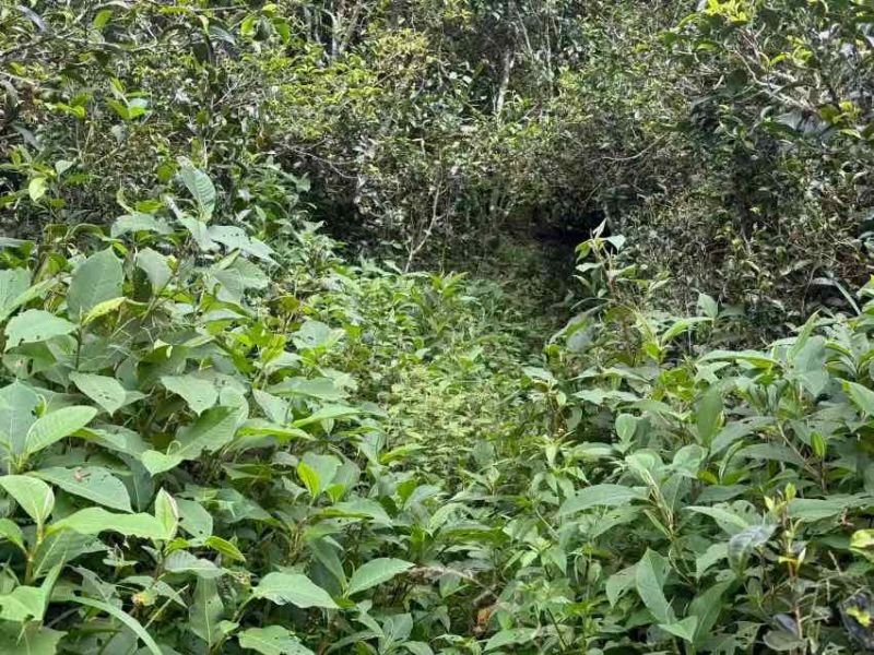 普洱茶（源头料、25年春茶，产自原生态茶园）