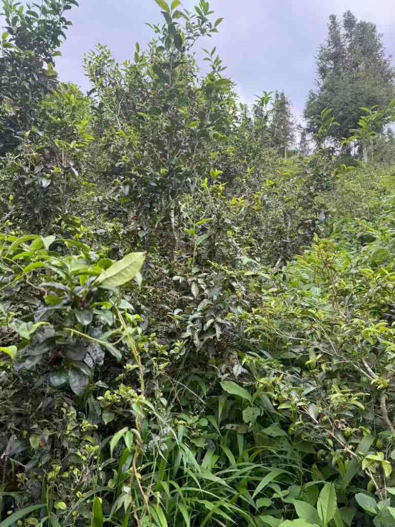 普洱茶（源头料、25年春茶，产自原生态茶园）