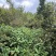 普洱茶（源头料、25年春茶，产自原生态茶园）