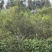 普洱茶（源头料、25年春茶，产自原生态茶园）