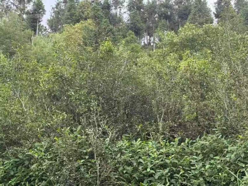 普洱茶（源头料、25年春茶，产自原生态茶园）