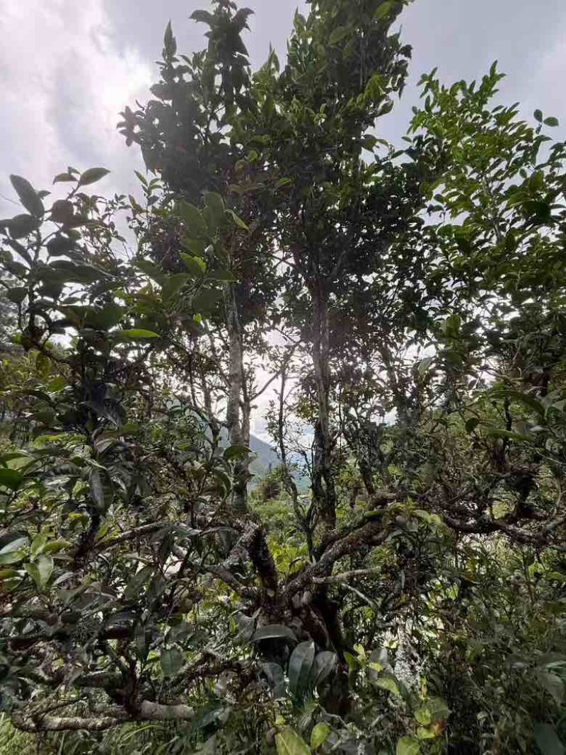 普洱茶（源头料、25年春茶，产自原生态茶园）