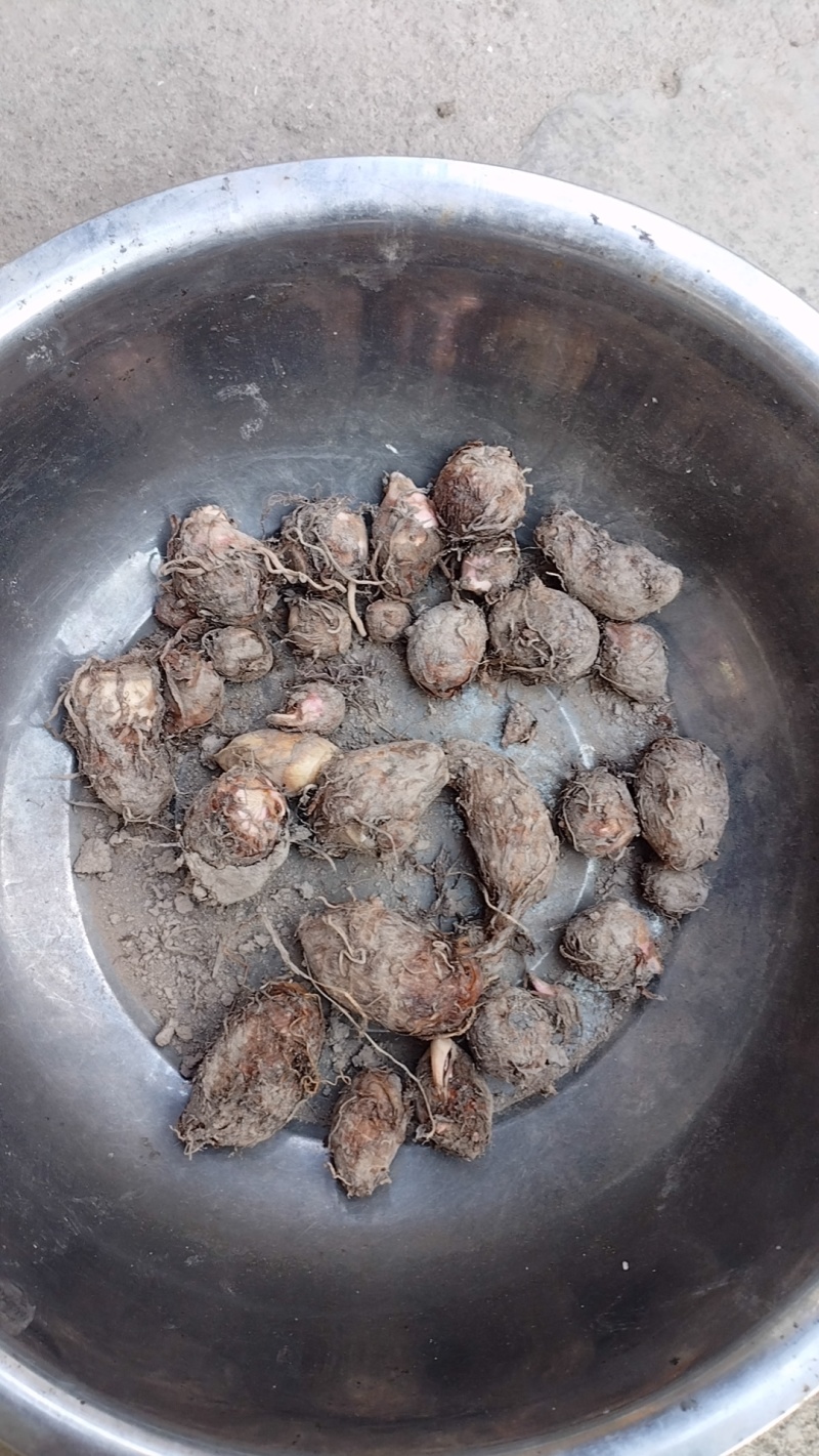 大芋头毛芋头