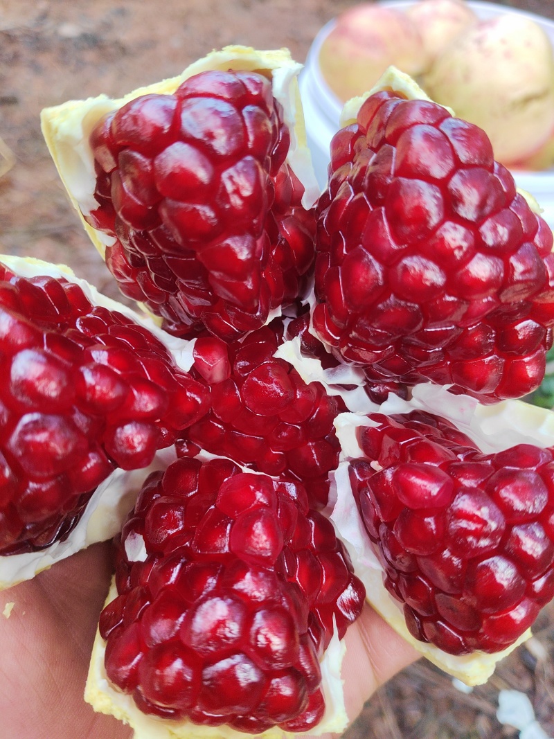 盐水突尼斯软籽石榴
