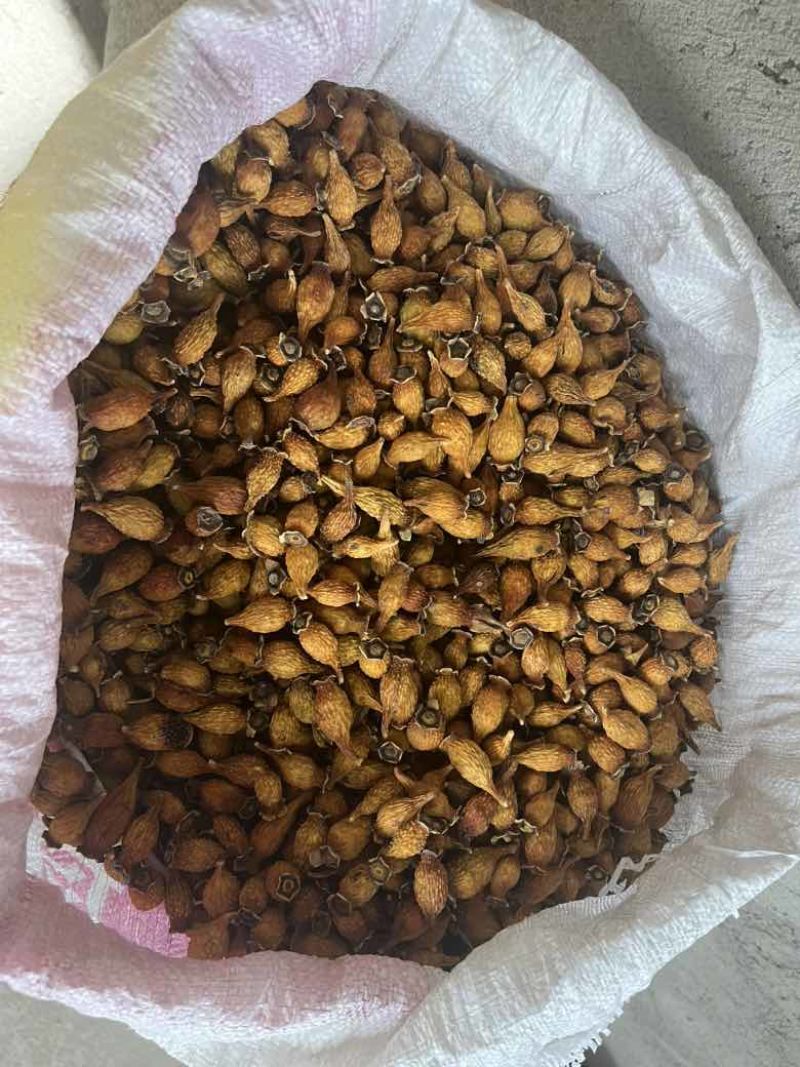 ***金婴子干货