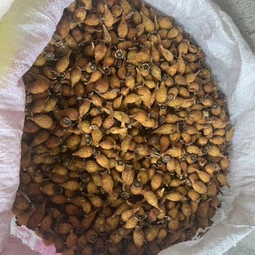***金婴子干货