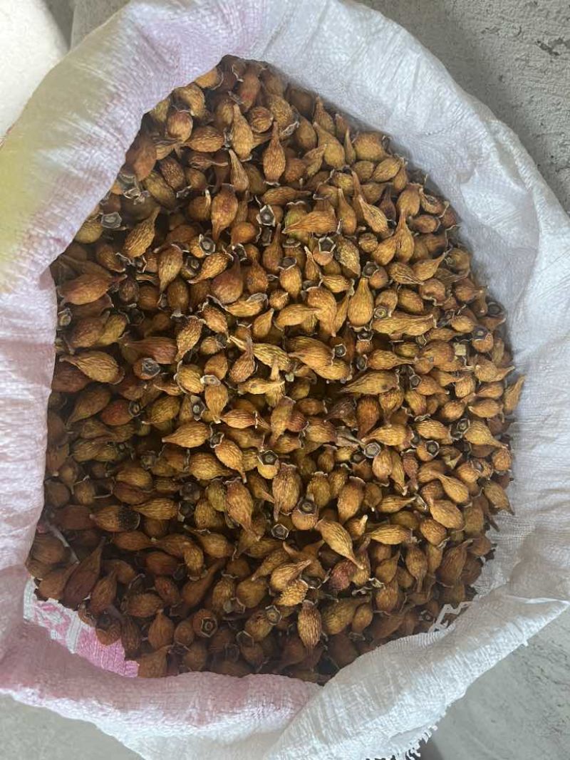 ***金婴子干货