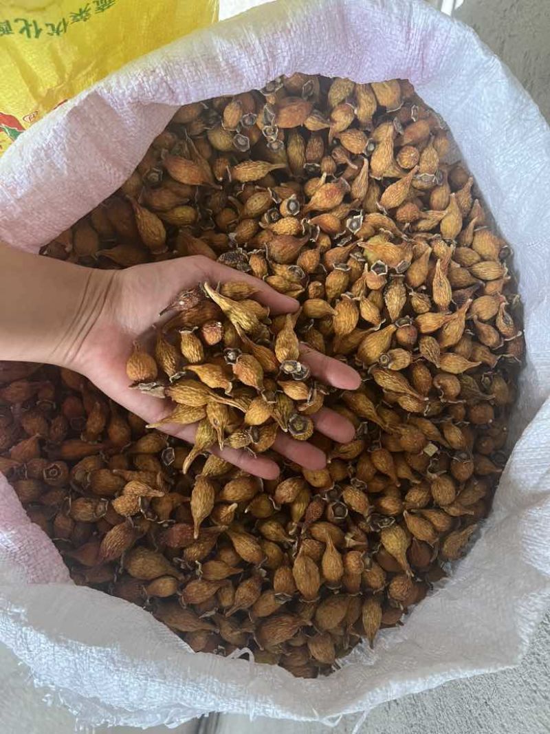 ***金婴子干货