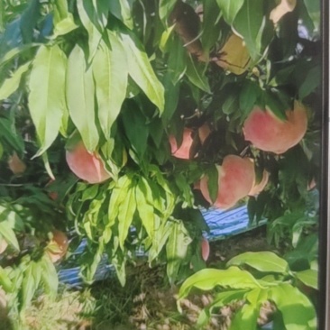 金乡县肖云镇蓬鲜水蜜桃联系电话***********