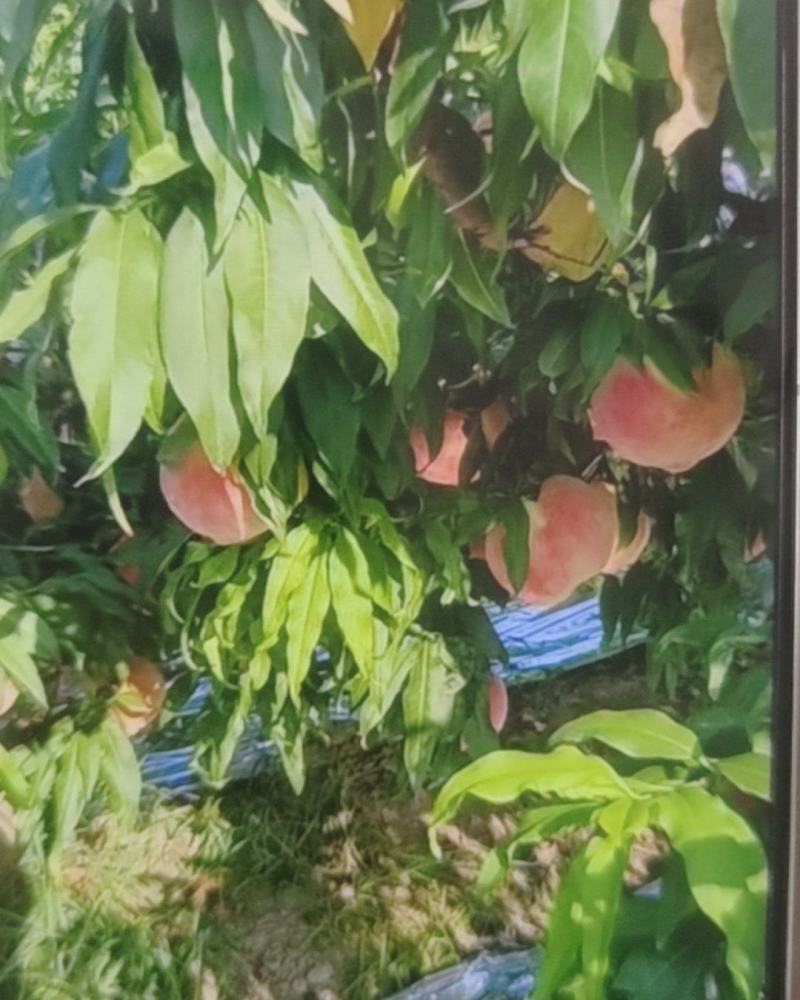 金乡县肖云镇蓬鲜水蜜桃联系电话***********