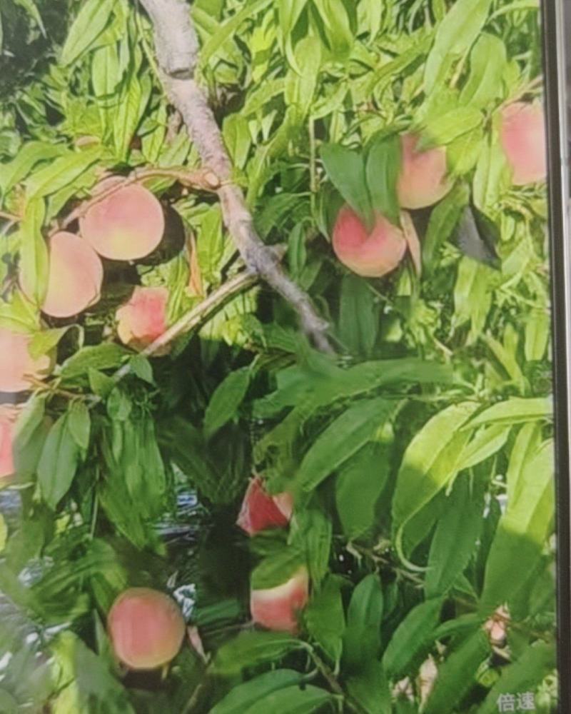 金乡县肖云镇蓬鲜水蜜桃联系电话***********