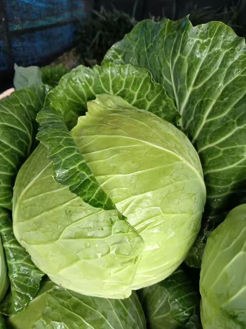 圆白菜