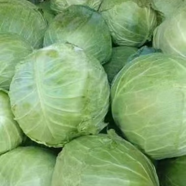 圆白菜
