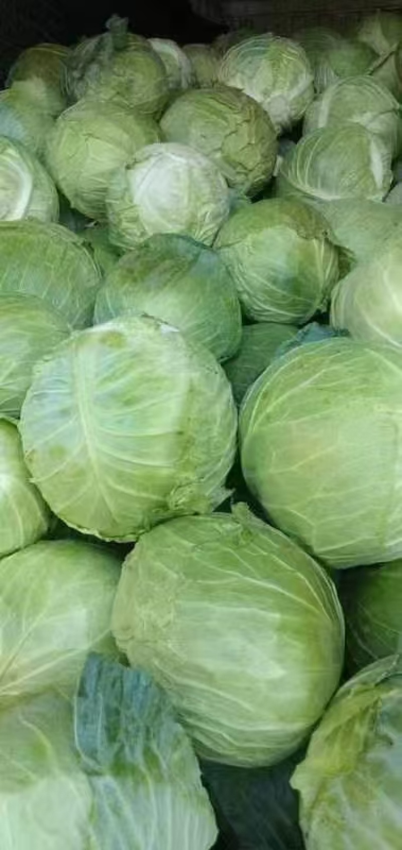 圆白菜