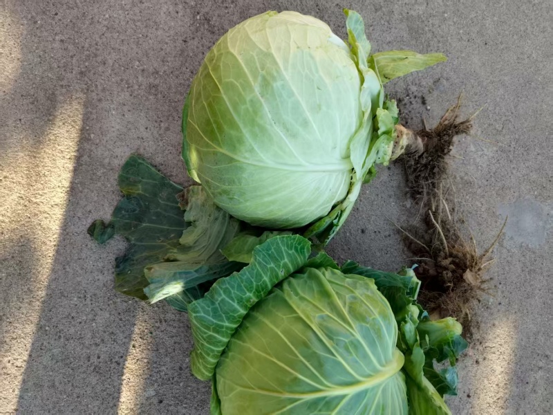 圆白菜