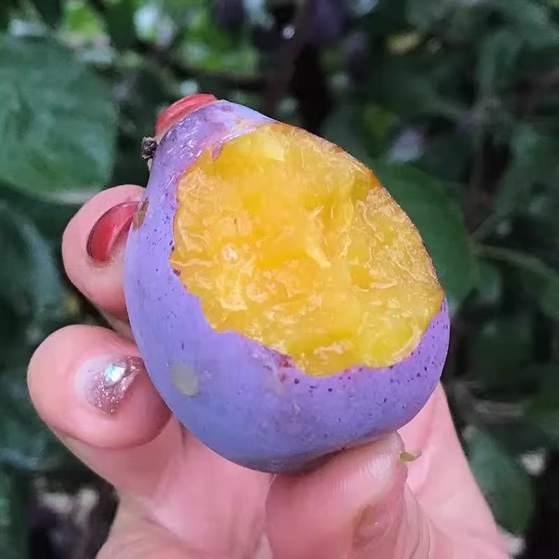 蓝密西梅