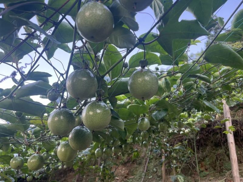黄金百香果