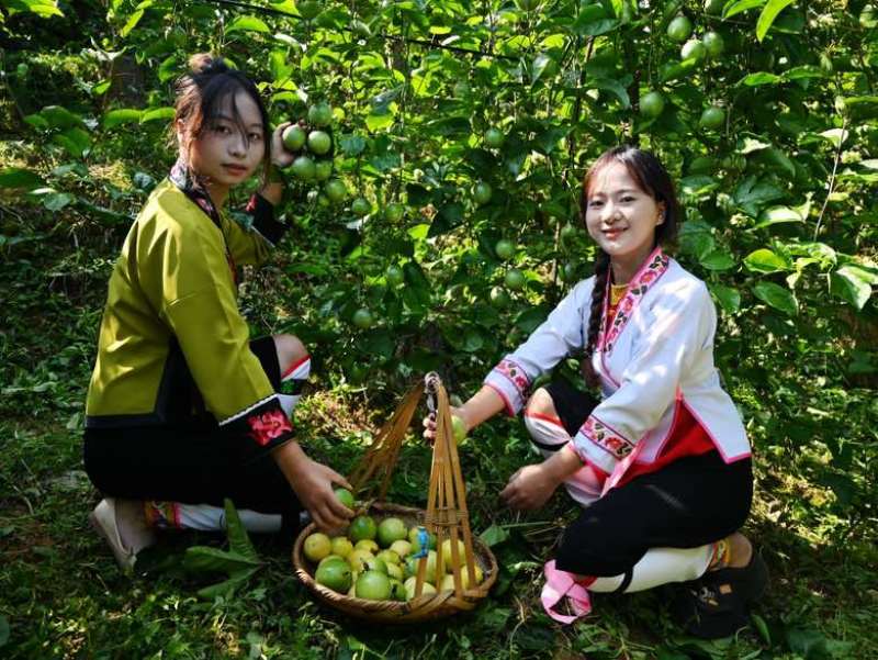 黄金百香果