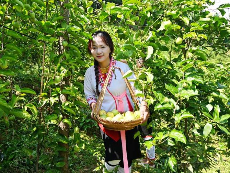 黄金百香果