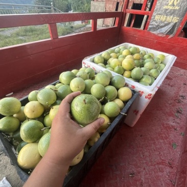 黄金百香果