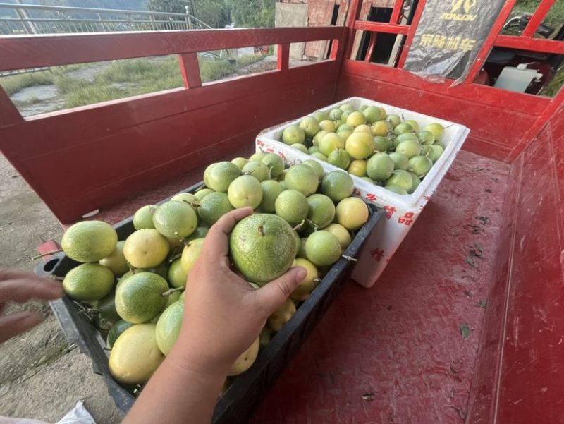 黄金百香果