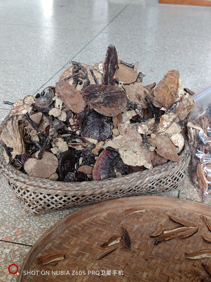 广西罗城野生枫树灵芝