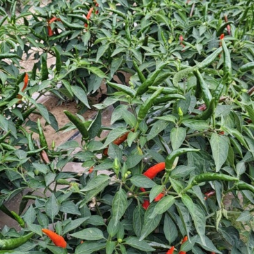 🌶红辣椒