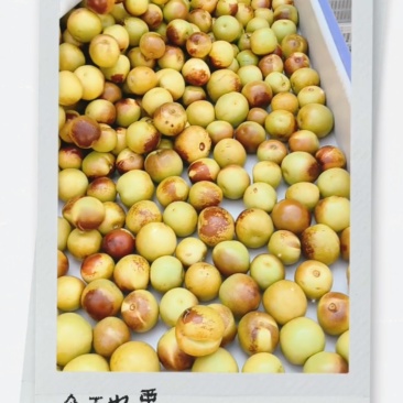 黄骅冬枣