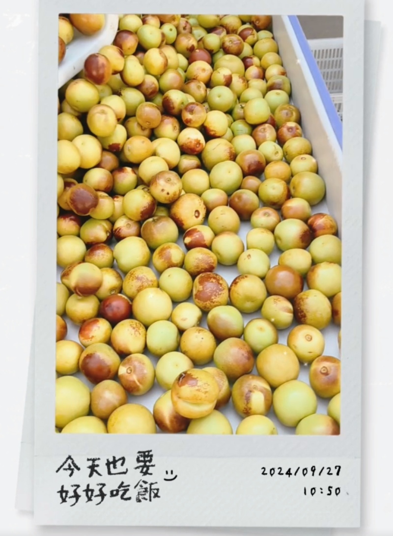 黄骅冬枣