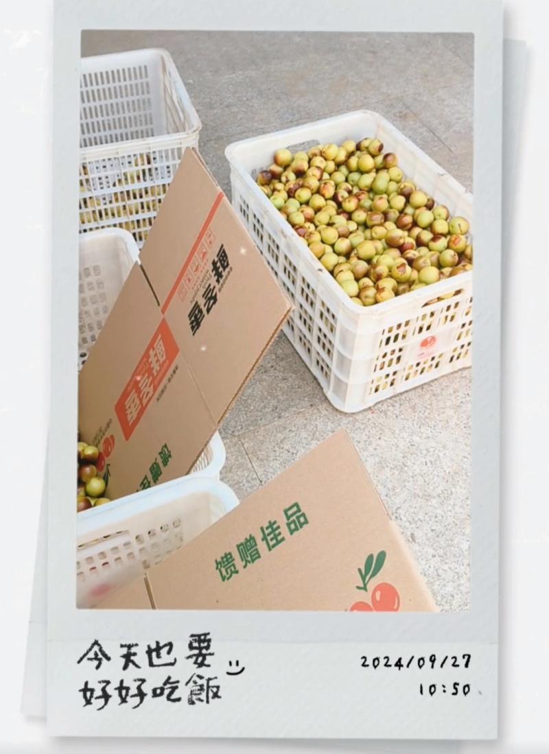 黄骅冬枣