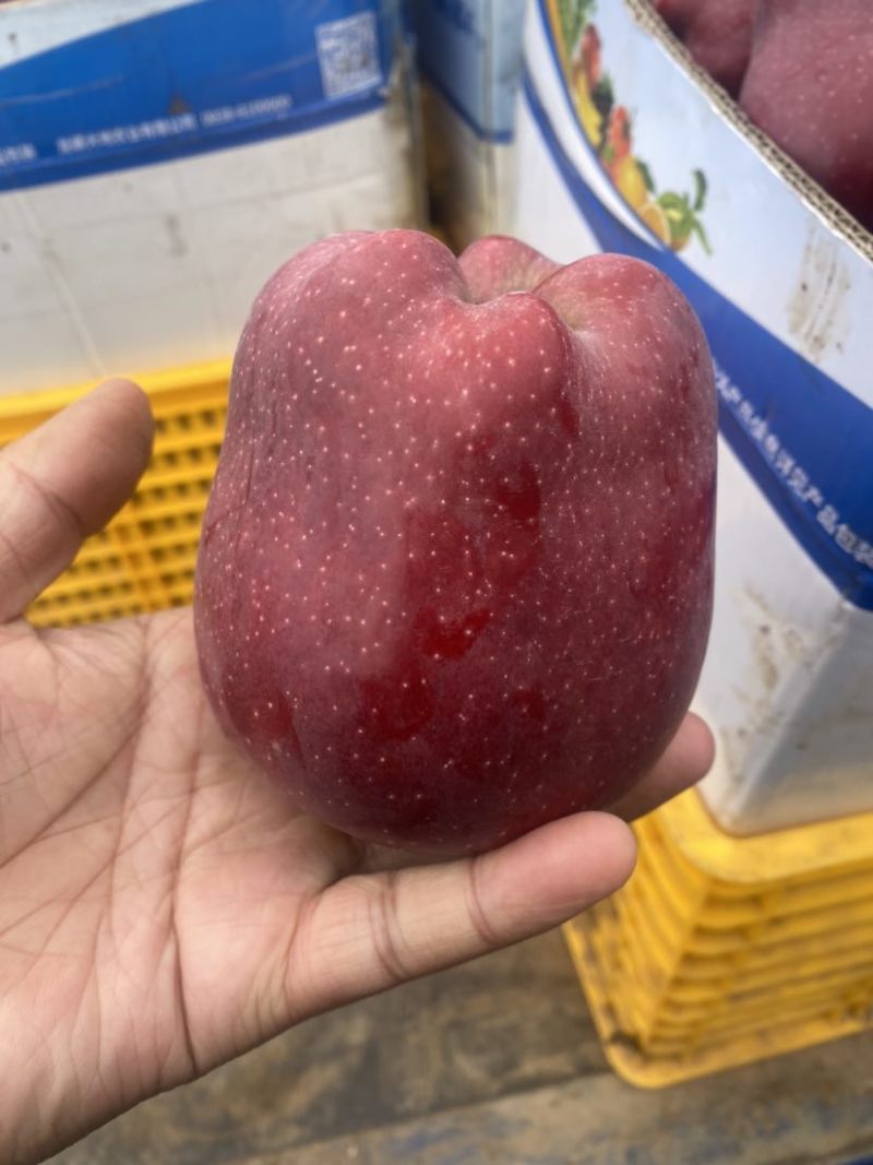 天水花牛，红富士，黄元帅
